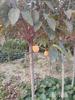 高度200厘米阳丰甜柿