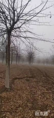 15公分金叶复叶槭