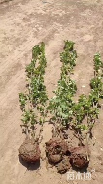 高度150厘米北海道黄杨