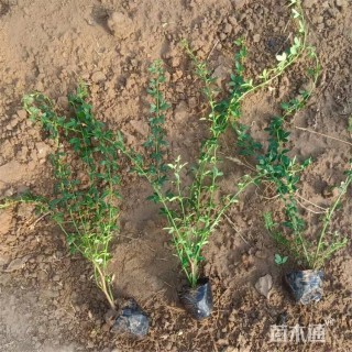 高度45厘米迎春花