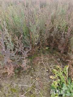 高度30厘米侧柏