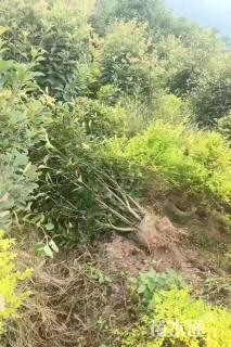 高度180厘米红叶石楠柱