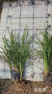 高度25厘米麦冬