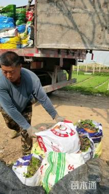 高度50厘米南天竹小苗