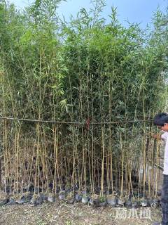 大杯苗刚竹