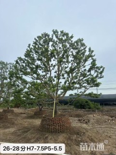 15公分红果冬青