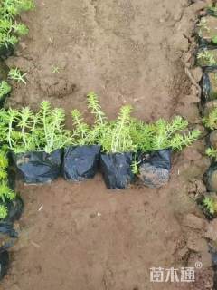 高度20厘米金叶佛甲草