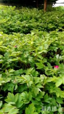 高度60厘米牡丹