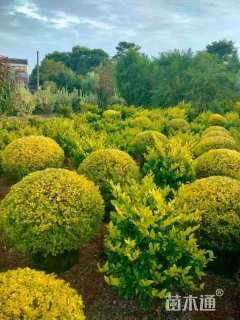 冠幅140厘米亮晶女贞球