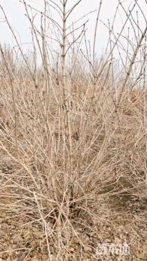 高度200厘米天目琼花