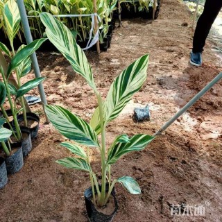 高度40厘米花叶良姜