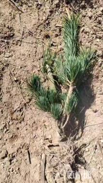 高度40厘米五针松小苗