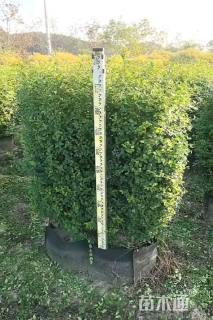 高度100厘米小叶女贞