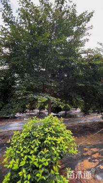 19公分染井吉野樱