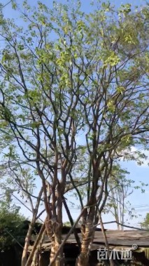 80公分(3杆)丛生乌桕