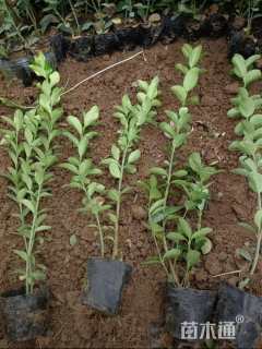 高度60厘米大叶黄杨小苗