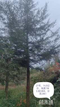 14公分北美红杉