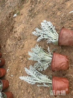 高度20厘米银叶菊