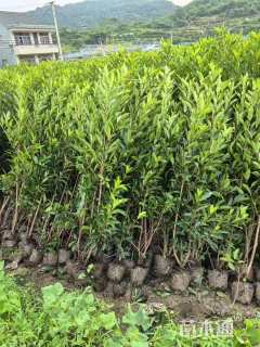 高度140厘米法国冬青