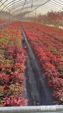 高度20厘米火焰南天竹