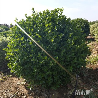 冠幅80厘米胶东卫矛球