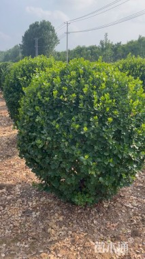 冠幅150厘米卫矛球