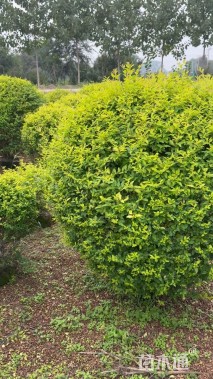 冠幅100厘米小叶女贞球