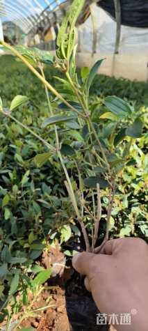 高度25厘米牡丹