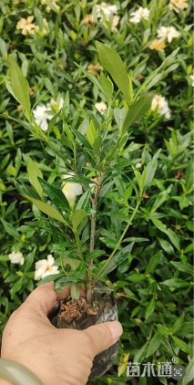 高度15厘米海栀子