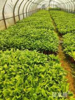 高度20厘米玉簪