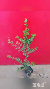 高度40厘米平枝栒子