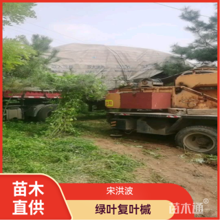 12公分绿叶复叶槭