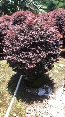 冠幅120厘米红花继木球