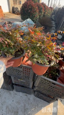 高度30厘米南天竹