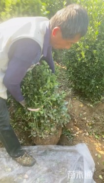 冠幅100厘米大叶黄杨球