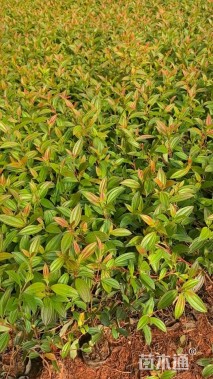 高度30厘米巴西野牡丹