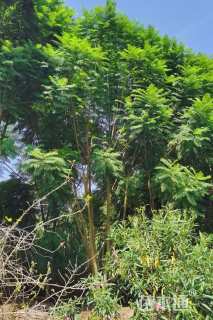 43公分蓝花楹