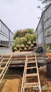 冠幅80厘米红叶石楠球