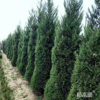 高度120厘米蜀桧