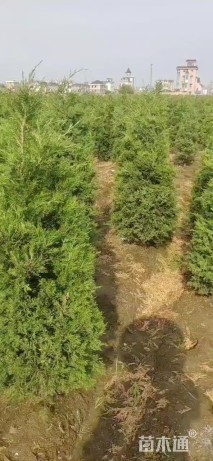 高度150厘米桧柏