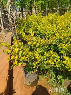 高度50厘米金森女贞