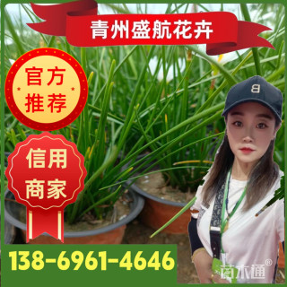 高度20厘米葱兰【价格/图片/规格】仅供参考 ➡详情📞📞