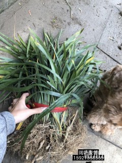 高度30厘米阔叶麦冬草
