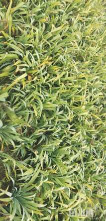 高度25厘米黄花鸢尾