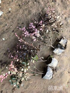 高度40厘米红花继木