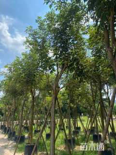 8公分黄花风铃木