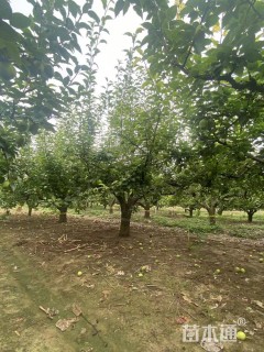 12公分梨树