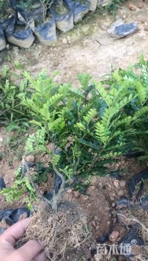 高度20厘米胡椒木