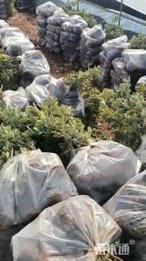 高度30厘米金边黄杨