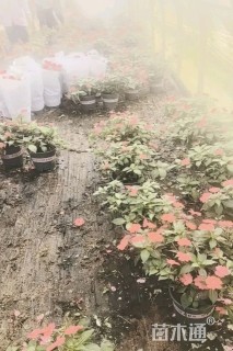 高度40厘米凤仙花